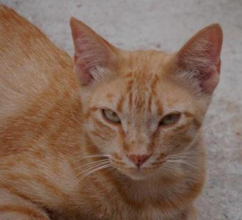 Bild von Neila