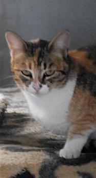 Bild von Tizita