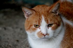 Pancracio Bild von Pancracio