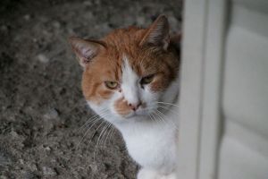 Pancracio Bild von Pancracio