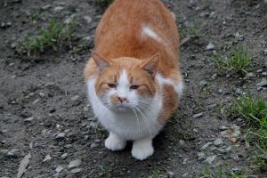 Pancracio Bild von Pancracio