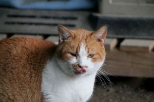 Pancracio Bild von Pancracio
