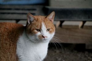 Pancracio Bild von Pancracio