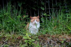 Pancracio Bild von Pancracio