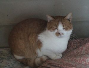 Pancracio Bild von Pancracio