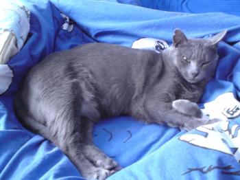 Azul Bild von Azul