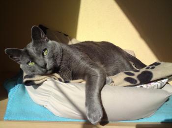 Azul Bild von Azul
