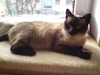 Bailey Bild von Bailey