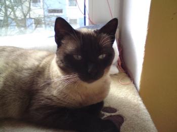 Bailey Bild von Bailey