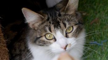Bild von Mouche