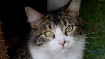 Bild von Mouche