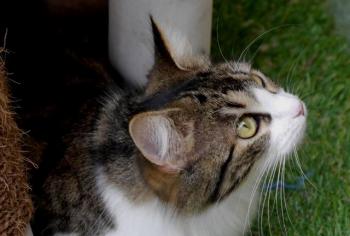 Bild von Mouche