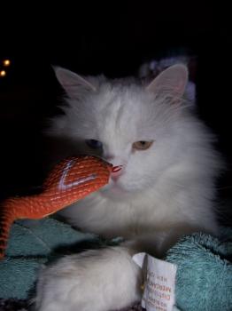 Dicker Bild von Bingo