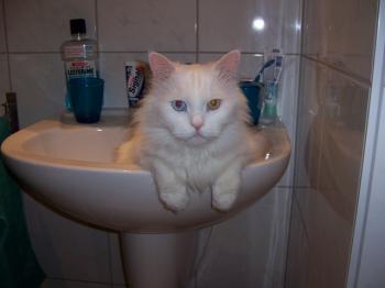 Dicker Bild von Bingo