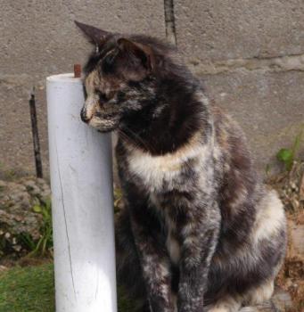 Pepita Bild von Pepita