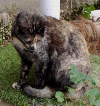 Pepita Bild von Pepita