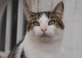 Pequita Bild von Pequita