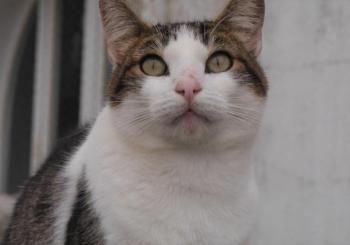 Pequita Bild von Pequita