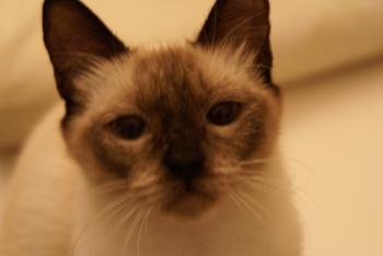 Molly Bild von Molly