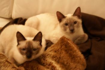Molly und Orlando Bild von Molly