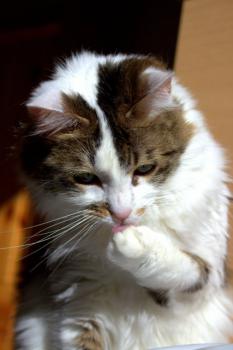 Suzette Bild von Suzette