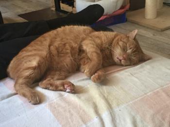 Wallace Bild von Wallace