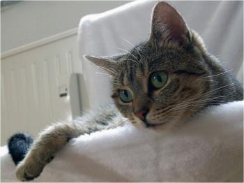 Bild von Liese