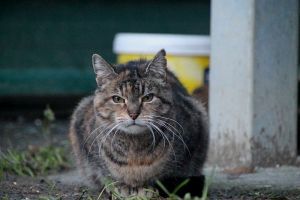 Fame Bild von Fame