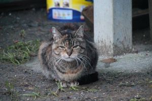 Fame Bild von Fame