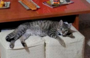 Leo Bild von Leo