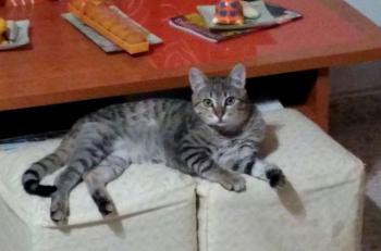 Leo Bild von Leo