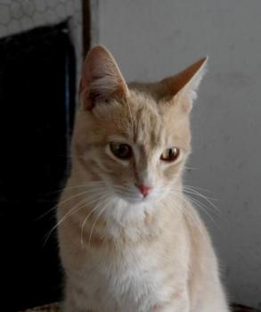 Bild von Yogi