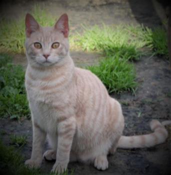 Bild von Yogi