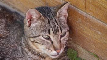 Minou Bild von Minou
