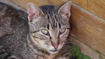 Minou Bild von Minou