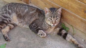 Minou Bild von Minou