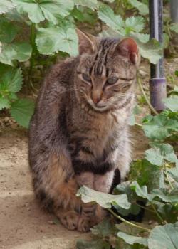 Minou Bild von Minou