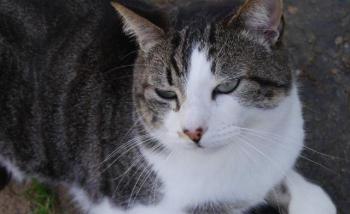 Caesar Bild von Caesar
