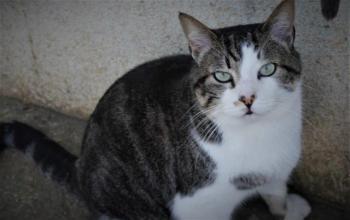 Caesar Bild von Caesar