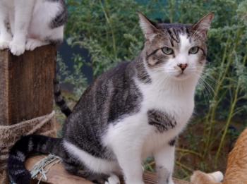 Caesar Bild von Caesar