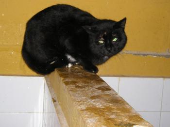 Elani Bild von Elani