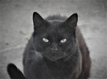 Trotzki Bild von Trotzki