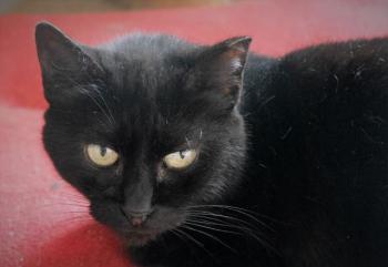Bashira Bild von Bashira