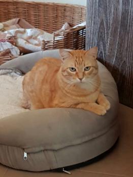 Dartacat Bild von Dartacat