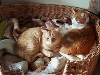 Dartacat Bild von Dartacat