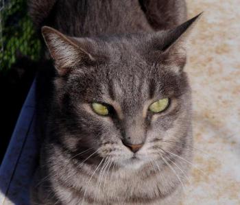 Simba Bild von Simba