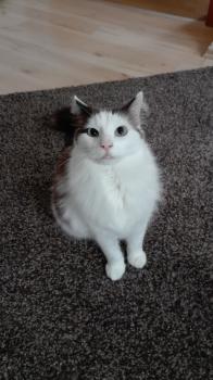 Matiko Bild von Matiko