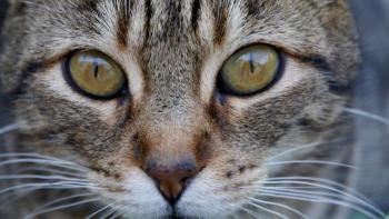 Rifi Bild von Rifi