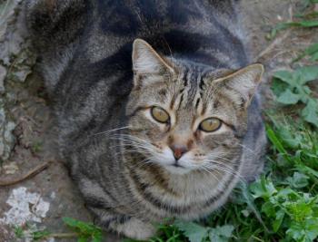 Rifi Bild von Rifi