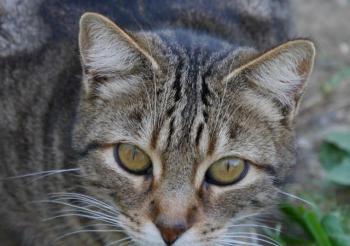 Rifi Bild von Rifi